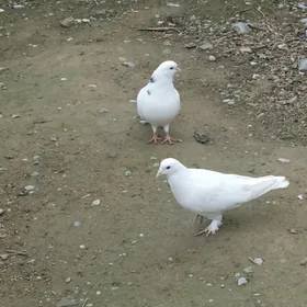 kepderi голуби