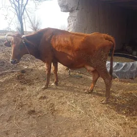 саглык сыгыр