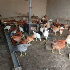 towuk jüyje sartowoý