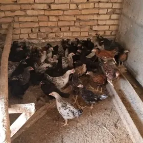 жуже ири парода