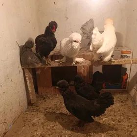 troyka karlik  kareski