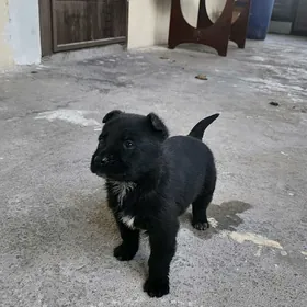 Овчарка чёрная