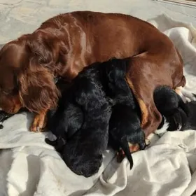 It Спаниель Немецкий 350