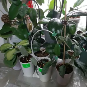 Хойя, восковой плющ