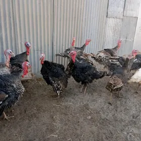 Сайлама индуклар