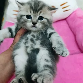 шотландский  мальчик