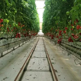 TEPLİSSA İSGAR GEREK