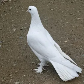 kepderi голуби