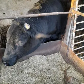 галштейн окуз 2 яш