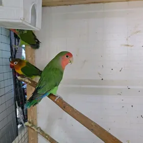 неразлучники