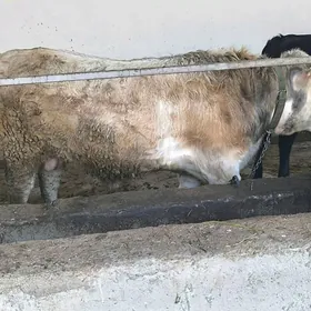 бакылан окузлер