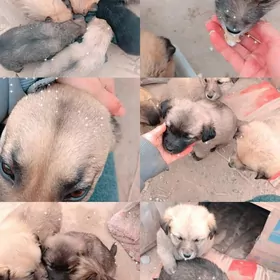 kicjikge gũjũk mugt