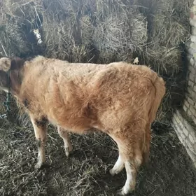 Унажн. Татар сементал