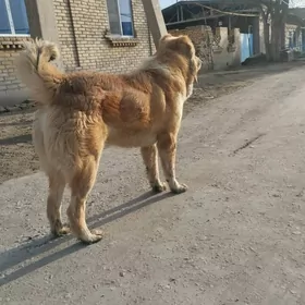 Алабай.Чопан ИТ.