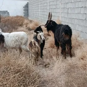 Azamn Geçi bogoz çewiş