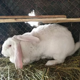 Товшан.Великан.