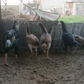 хораз и макилер