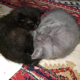 шотландский вислоуха