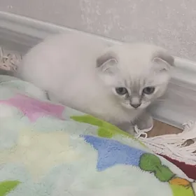 кошки pişikler