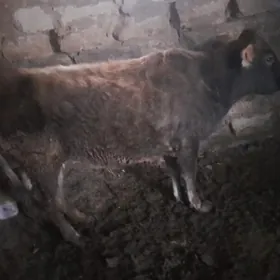 sygyr 1nji Garyn gòlesi yok