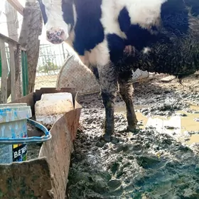 GOLİŞTEÝİN ÖKÜZ