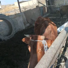 гысыр сыгыр