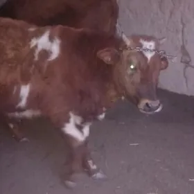 kacar gowreli 7 at bolan,