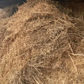 ot.yorunja.taryk.polac