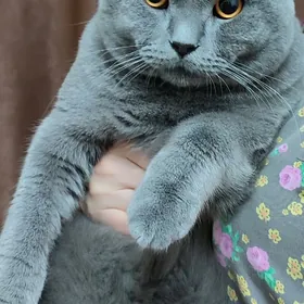 ŞOTLAN PIŞIK köpeltmek üçin