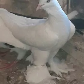 kepderi голуби