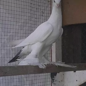 kepderi голуби