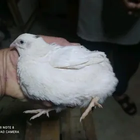 бедене техас