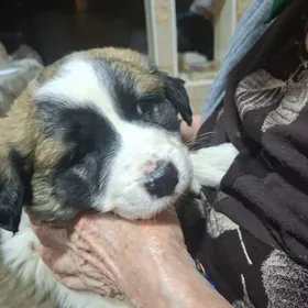 домашние животные