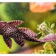 Парчовый сом