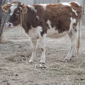 tatary Simental  tuwe