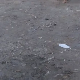 газ Гигант хораз