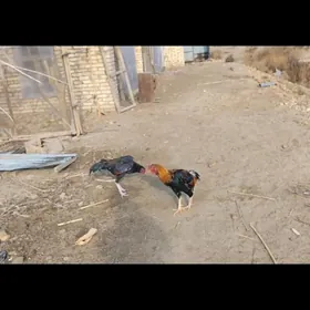 бойцовы хораз