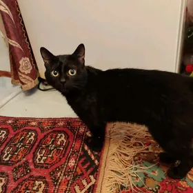 черный кот (гара пишик)