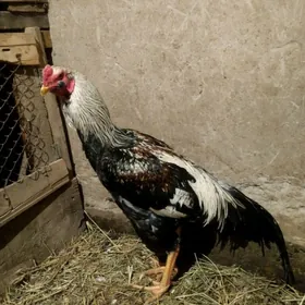 байсогу хораз