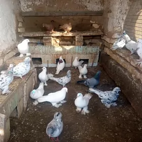 Kepderler Голуби