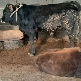 argynal şwes öküz