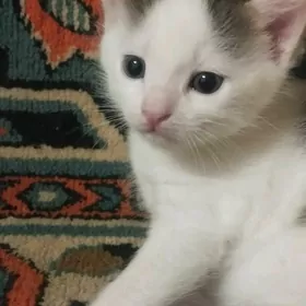 Котенок. Caga Pişik, erk Pisik