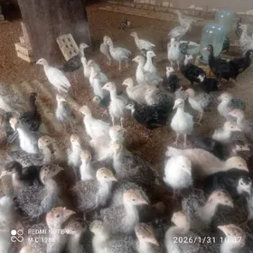 Induk jüýje 40 günlik