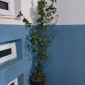 домашние цветы