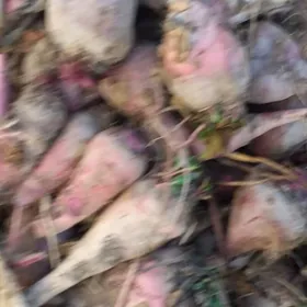 sygyrlar we òkùzler