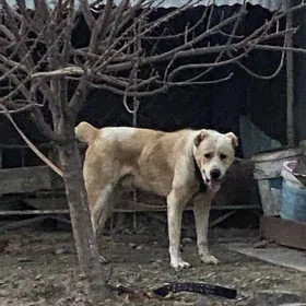 Turkmen alabay ıt gujık