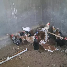 индюк юмуртга