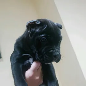 Клубные щенки Кане Корсо