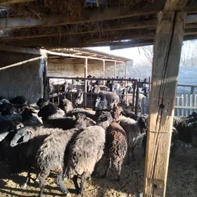 Гаракол гойуннар