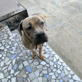 отдам добрые руки